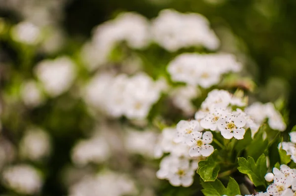 野生山楂在春天开花 开着大量的白花 并结出红色的小果实作为茶或药用 — 图库照片