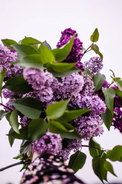 Açık havada açan leylak dalları güzel bir buket çiçek için mayıs ayında açar.