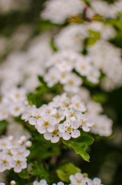 Yaban dikenli çalılar baharda bol beyaz çiçeklerle çiçek açar ve çay veya tıbbi özellikler için küçük kırmızı meyveler verir..