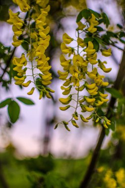 Akasya, böcekleri ve lezzetli balı cezbeden hoş beyaz veya sarı renkli büyük bir ağaçtır.