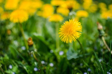 Baharda açık havada narin ve hafif karahindiba çiçekleri.