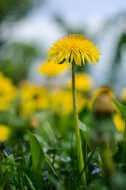 Baharda açık havada narin ve hafif karahindiba çiçekleri.