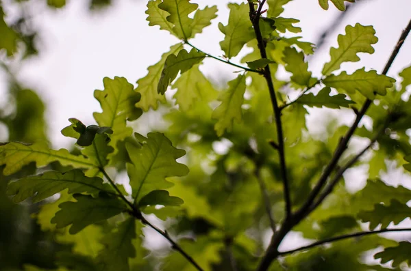 Abstraktion Wachsende Grüne Blätter Auf Hellem Hintergrund — Stockfoto