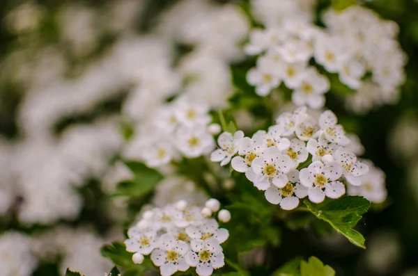Dziki Krzew Głogu Kwitnie Obficie Białymi Kwiatami Wiosną Daje Małe — Zdjęcie stockowe