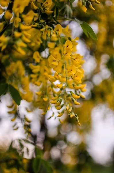 Acácia Uma Árvore Grande Com Uma Cor Branca Amarela Agradável — Fotografia de Stock