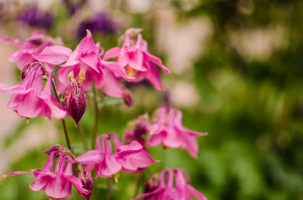 Gyönyörű Aquilegia Virágok Virágzik Szabadban Tavasszal Csokrok Virágágyás Dekoráció — Stock Fotó