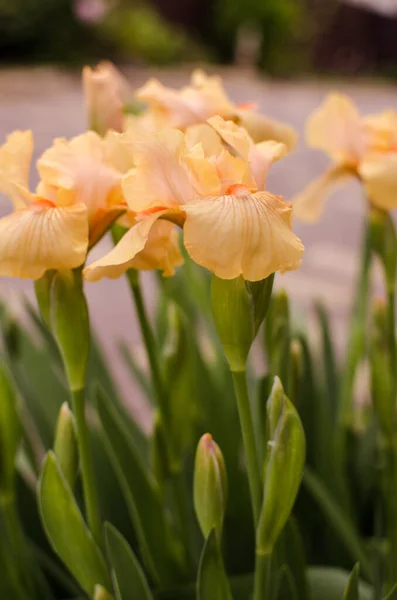 Irissen Zijn Prachtige Bloemen Tuin Versieren Buurt Van Het Prieel — Stockfoto