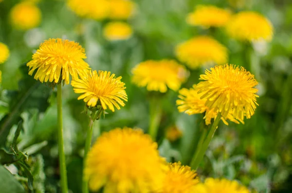 Baharda Açık Havada Narin Hafif Karahindiba Çiçekleri - Stok İmaj