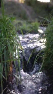 Güneşli bir ormanda küçük bir pınar