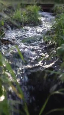 Güneşli bir ormanda küçük bir pınar