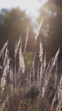 Sahada çivili kazıklar güneşli hava