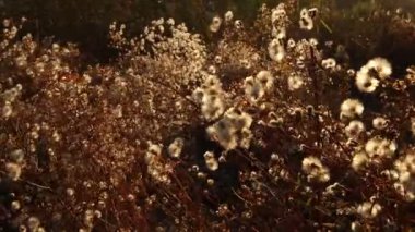 Güneşli bir tarlada karahindiba bitkileri