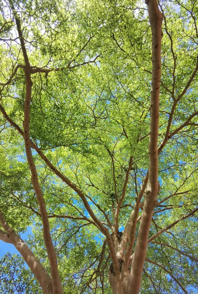 一望无际的蓝天巨树 — 图库照片