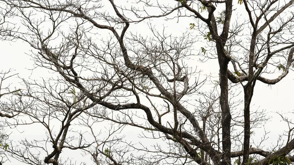 Větve Suchý Strom Izolované Bílém Pozadí — Stock fotografie
