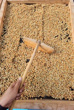 Güneşte kuruyan kahve çekirdeklerini kapat.              