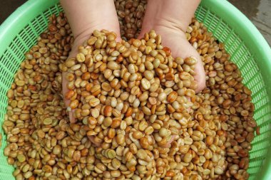 Kahve çekirdekleri, mayalanma ve yıkanma yöntemiyle.                              