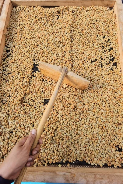 Güneşte kuruyan kahve çekirdeklerini kapat.              