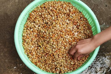 Kahve çekirdekleri, mayalanma ve yıkanma yöntemiyle.