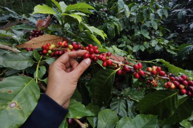 Ağaçta olgunlaşan kahve çekirdekleri                               