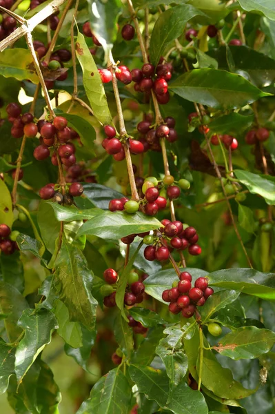 Kávová Zrnka Zrající Stromě — Stock fotografie
