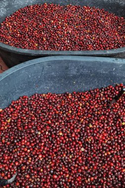 Arka plan için taze kahve çekirdeklerini kapatın.                                                                                