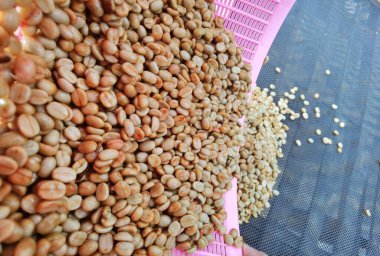  Arka plan için kahve çekirdeklerini kapatın.                                                               