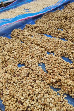 Güneşte kuruyan kahve çekirdeklerini kapat.              