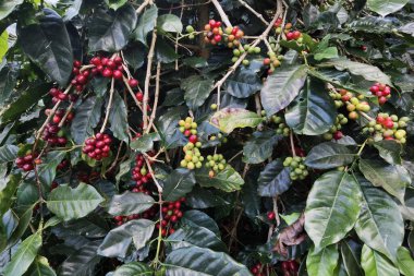 Ağaçta olgunlaşan kahve çekirdekleri                               