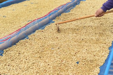 Güneşte kuruyan kahve çekirdeklerini kapat.              