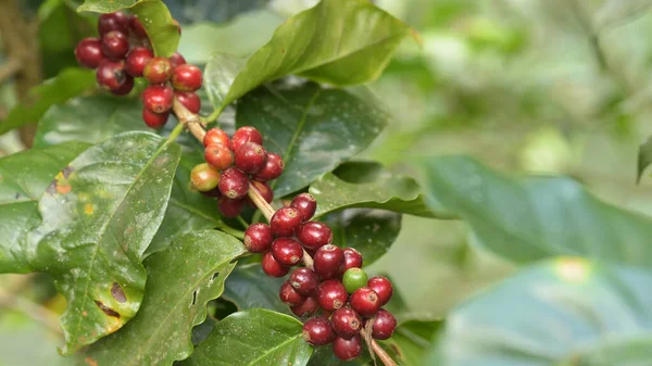 Granos Café Madurando Árbol —  Fotos de Stock