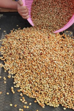 Güneşte kuruyan kahve çekirdeklerini kapat.              