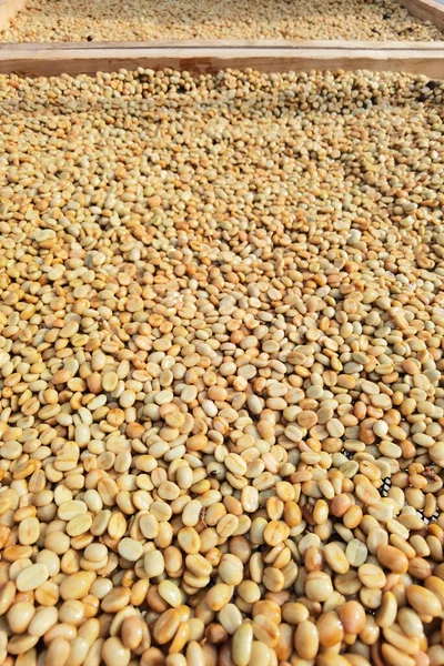 Close Coffee Beans Drying Sun — Stock Photo, Image