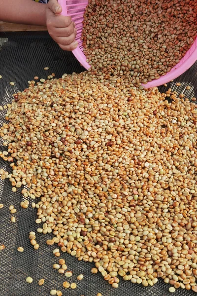 Güneşte kuruyan kahve çekirdeklerini kapat.              