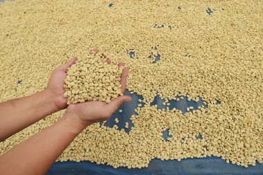 Yeşil kahve çekirdeklerini kapatın.                                  