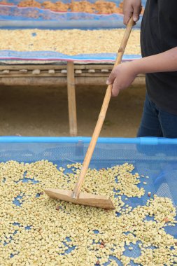 Güneşte kuruyan kahve çekirdeklerini kapat.              