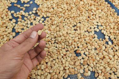 Yeşil kahve çekirdeklerini kapatın.                                  