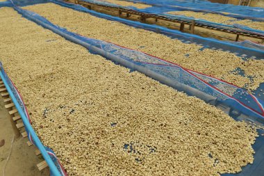 Güneşte kuruyan kahve çekirdeklerini kapat.              