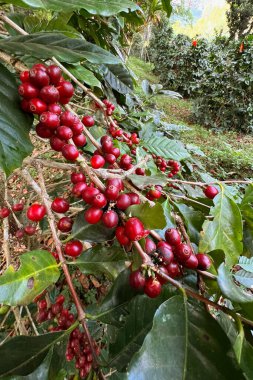 Ağaçta olgunlaşan kahve çekirdekleri                               