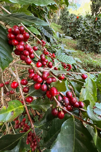 Ağaçta olgunlaşan kahve çekirdekleri                               