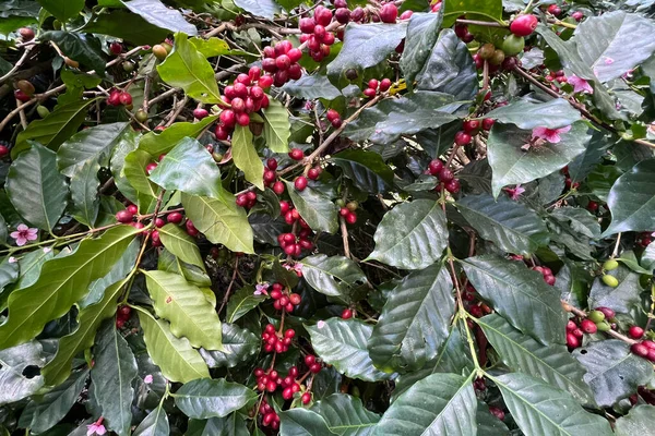 Kávová Zrnka Zrající Stromě — Stock fotografie
