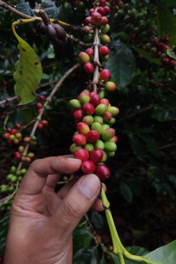 Ağaçta olgunlaşan kahve çekirdekleri                               