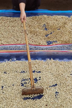 Güneşte kuruyan kahve çekirdeklerini kapat.              