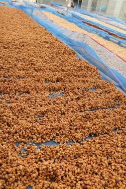 Güneşte kuruyan kahve çekirdeklerini kapat.              