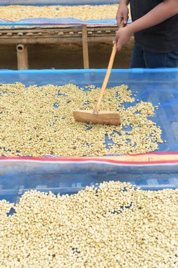 Güneşte kuruyan kahve çekirdeklerini kapat.              