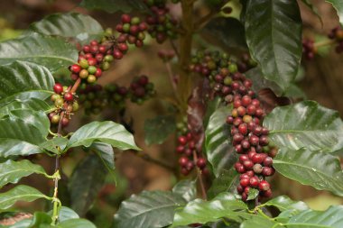 Ağaçta olgunlaşan kahve çekirdekleri                               
