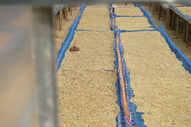 Güneşte kuruyan kahve çekirdeklerini kapat.              