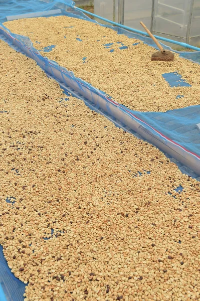 Güneşte kuruyan kahve çekirdeklerini kapat.              