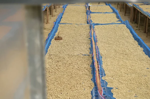 Güneşte kuruyan kahve çekirdeklerini kapat.              