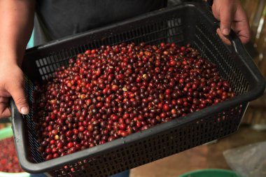 Sepette taze kahve çekirdeği.