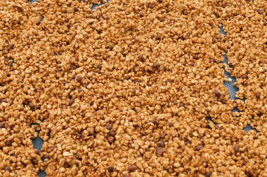 Güneşte kuruyan kahve çekirdeklerini kapat.              